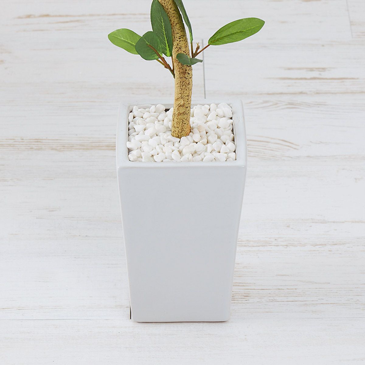 オリーブ　H88 08