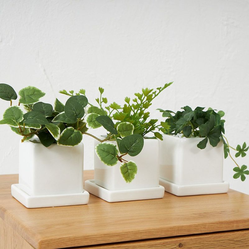 卓上グリーン３点セット プミラxシュガーバインxアジアンタム03