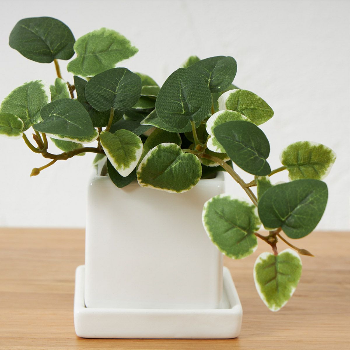 卓上グリーン３点セット プミラxシュガーバインxアジアンタム05