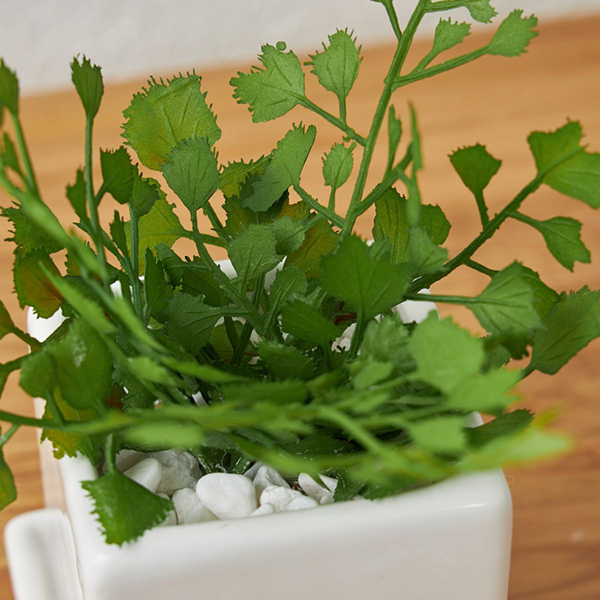 卓上グリーン３点セット プミラxシュガーバインxアジアンタム07