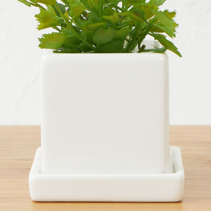 卓上グリーン３点セット プミラxシュガーバインxアジアンタム08