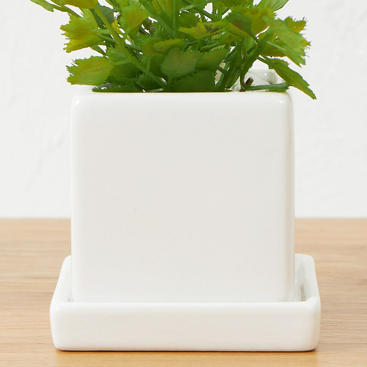 卓上グリーン３点セット プミラxシュガーバインxアジアンタム08