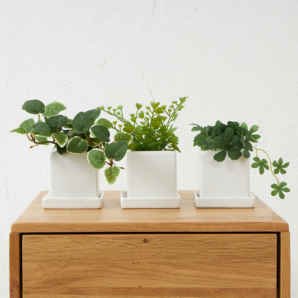 卓上グリーン３点セット プミラxシュガーバインxアジアンタム　10