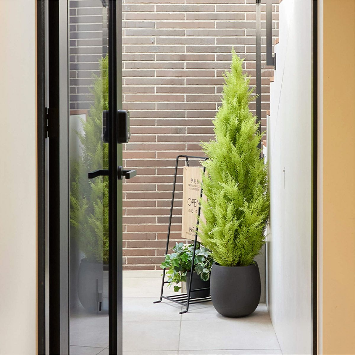 フロアグリーン ゴールドクレスト エッグポット H155 02