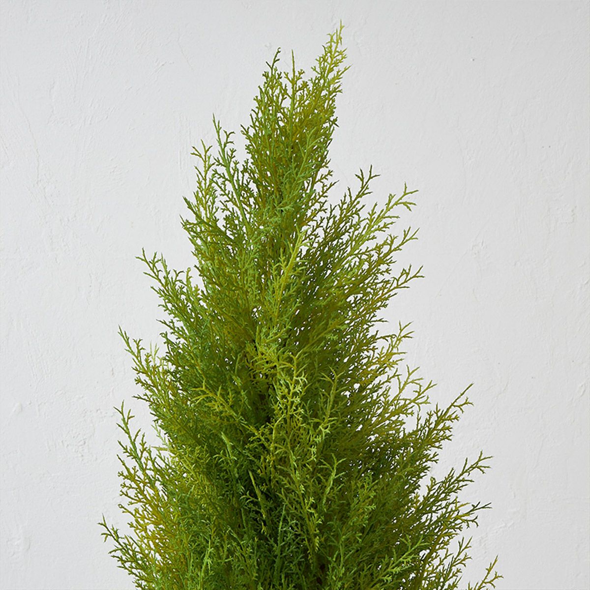 フロアグリーン ゴールドクレスト エッグポット H155 03