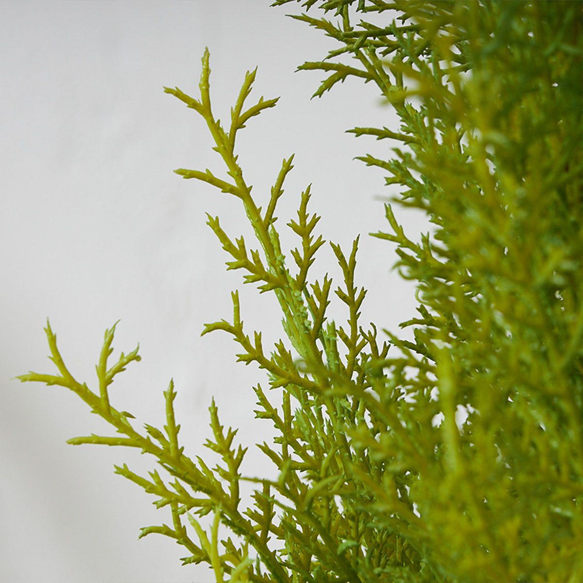 フロアグリーン ゴールドクレスト エッグポット H155 05