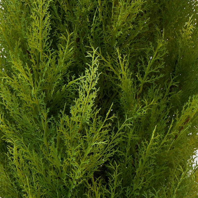 フロアグリーン ゴールドクレスト エッグポット H155 06