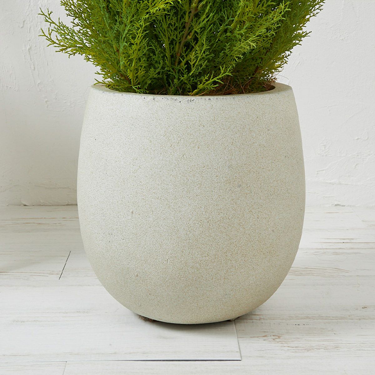 フロアグリーン ゴールドクレスト エッグポット H155 07