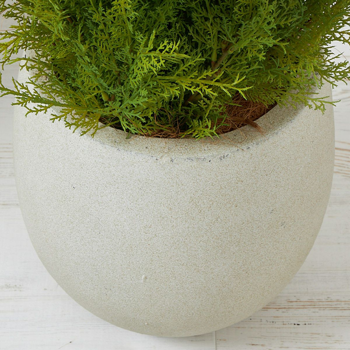 フロアグリーン ゴールドクレスト エッグポット H155 08