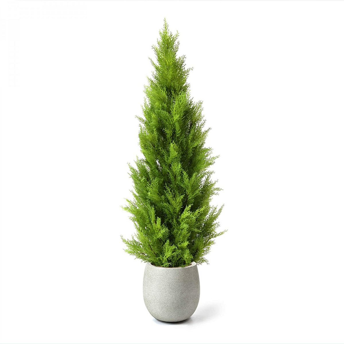 フロアグリーン ゴールドクレスト エッグポット H155 アイボリー