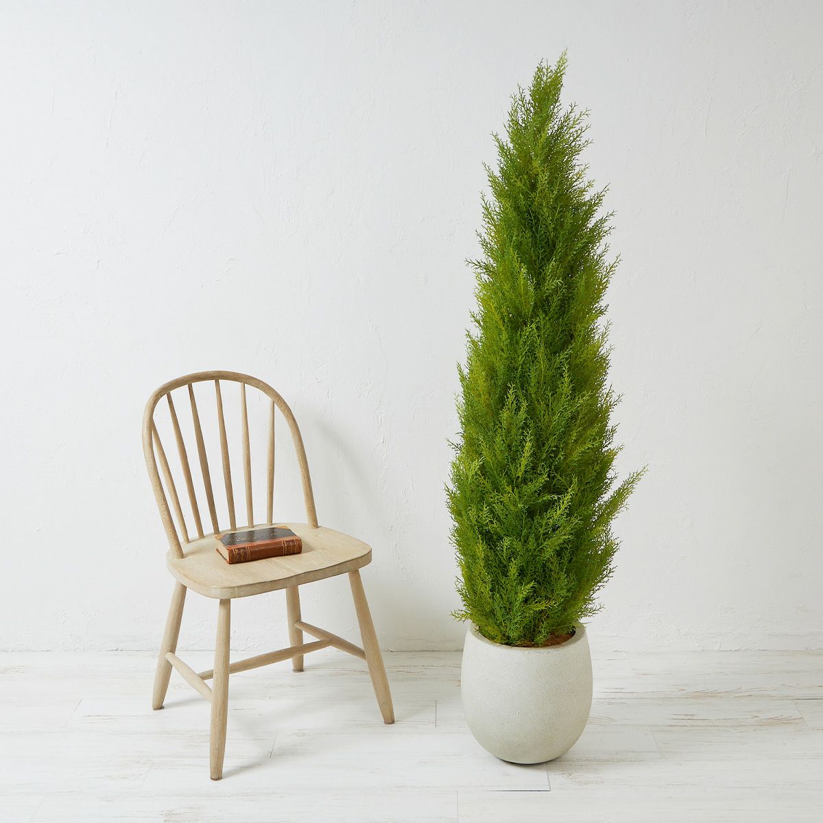 フロアグリーン ゴールドクレスト エッグポット H155　13