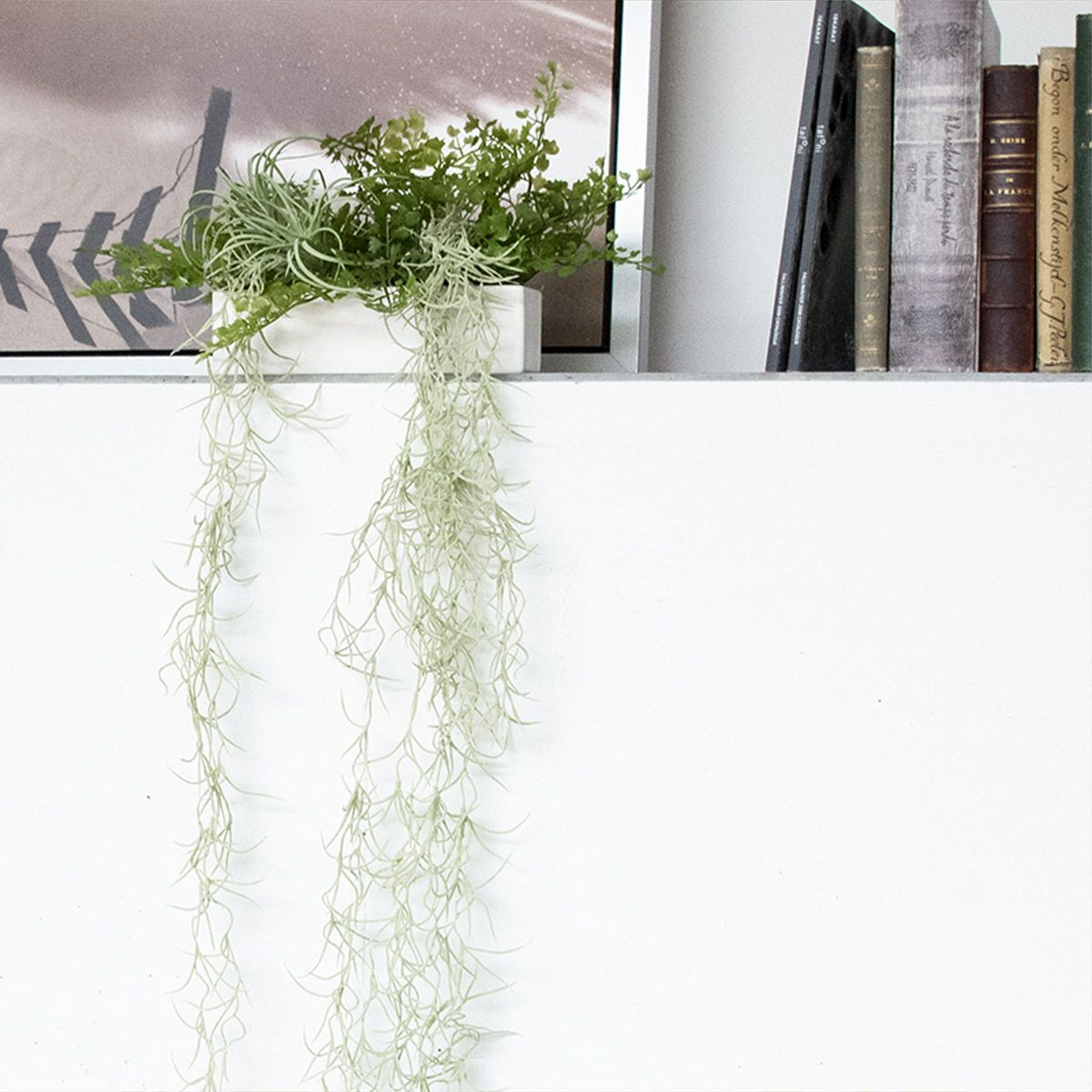 卓上グリーン スパニッシュモス02