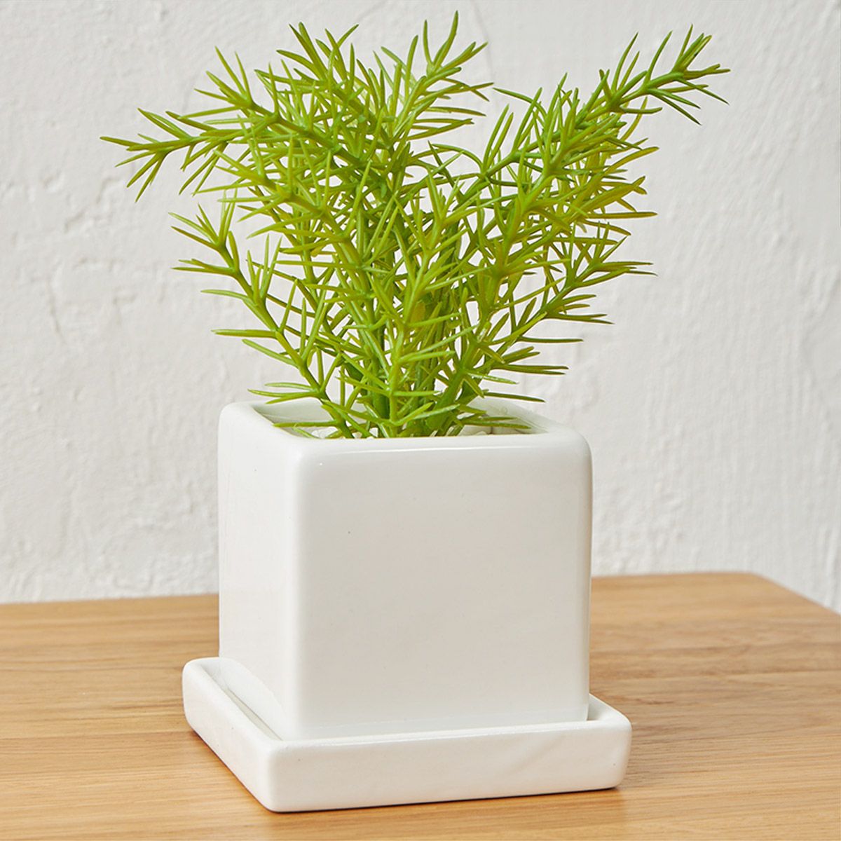 卓上グリーン３点セット ベビーセダムｘミリオンｘリキュウソウ08