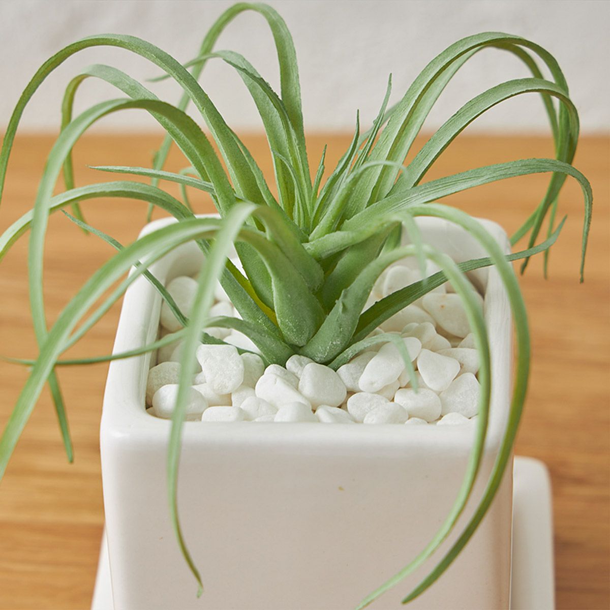 卓上グリーン３点セット エアープランツxチランジアxスパニッシュモス05