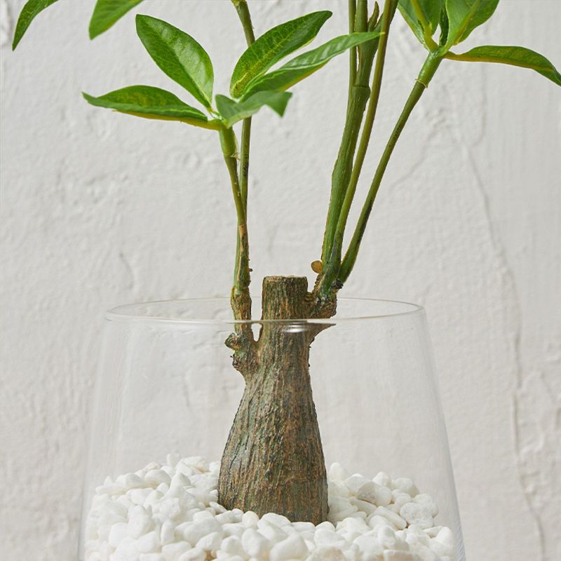 テーブルグリーン パキラ ガラスベース H35 06