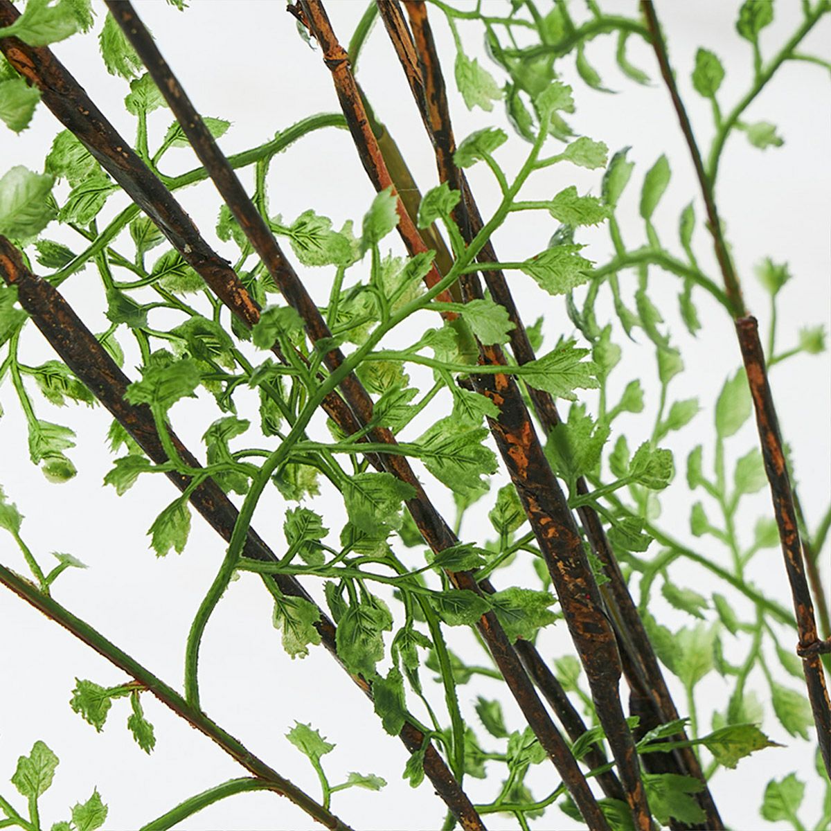 テーブルグリーン ドウダンツツジxアジアンタム　ガラスベース　H60 05