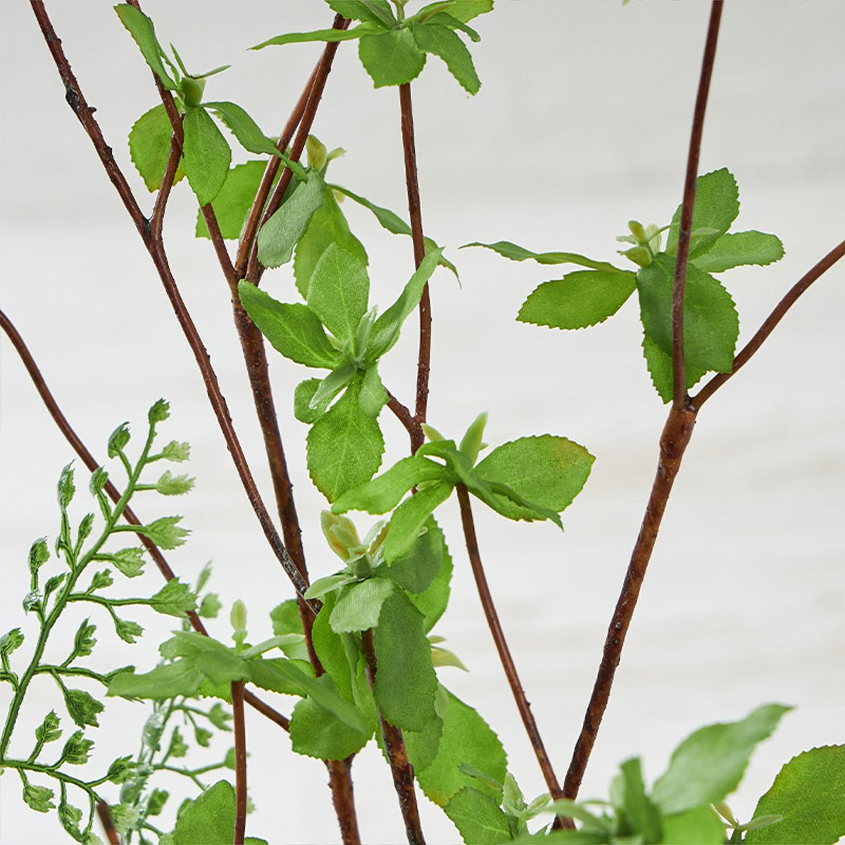 テーブルグリーン ドウダンツツジxアジアンタム　ガラスベース　H60 07