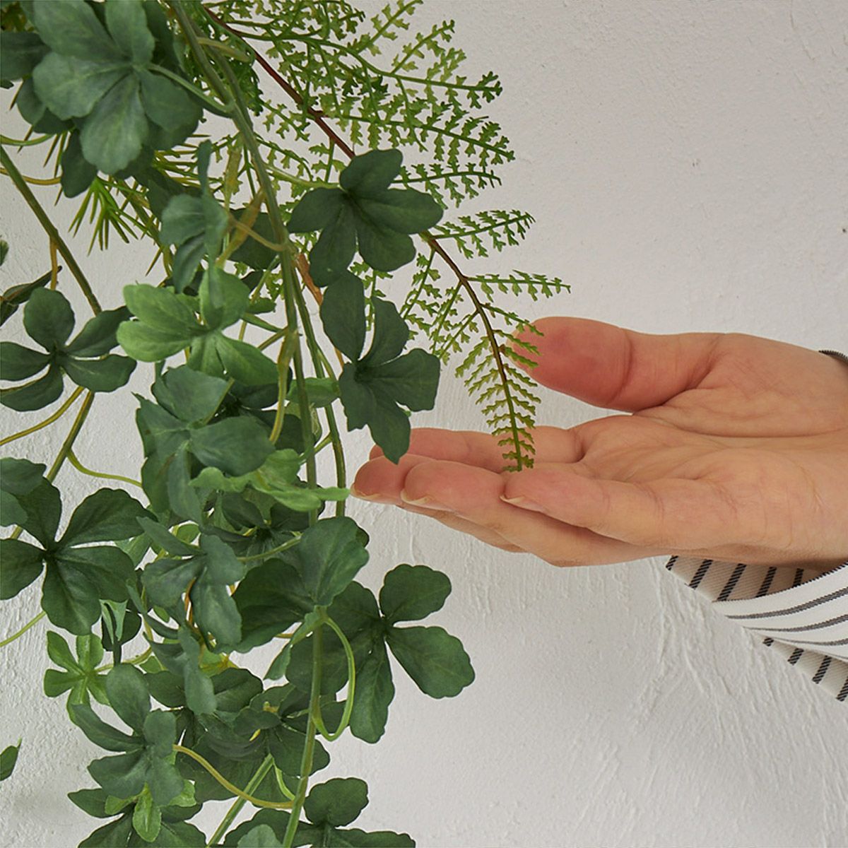 棚上・掛置兼用グリーン　シュガーバイン04