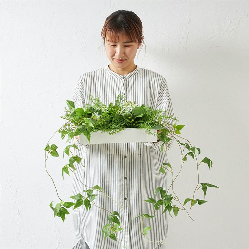  棚上・掛置兼用グリーン　リキュウソウ10