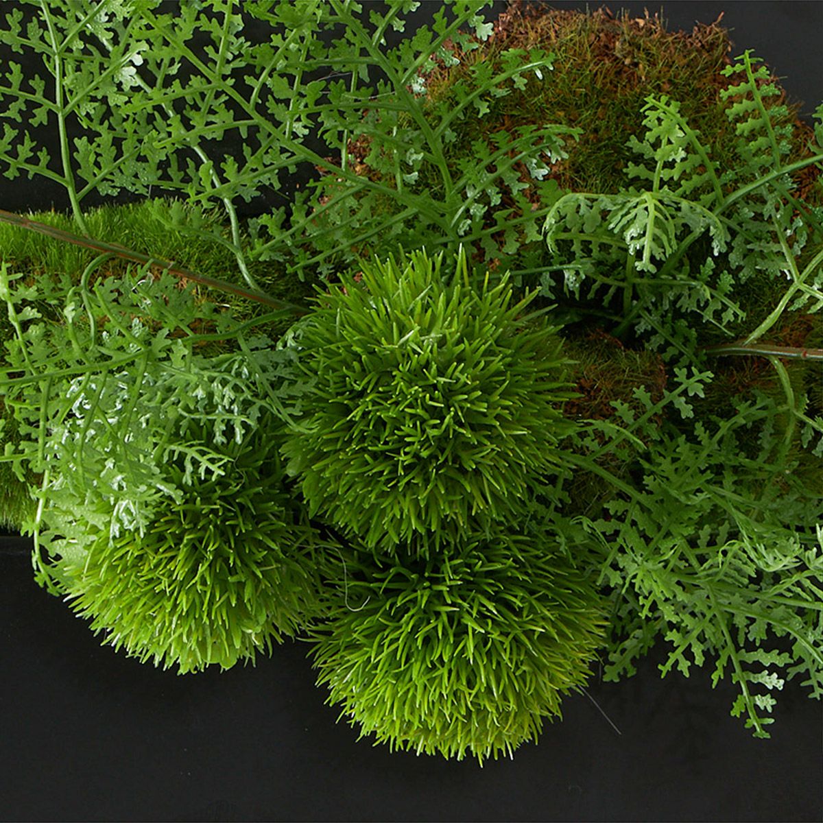 壁掛けグリーン マリモｘシノブ 和モダン05