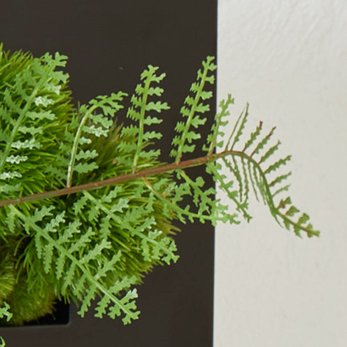 壁掛けグリーン マリモｘシノブ 和モダン06