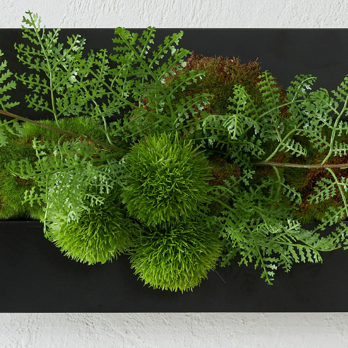 壁掛けグリーン マリモｘシノブ 和モダン07