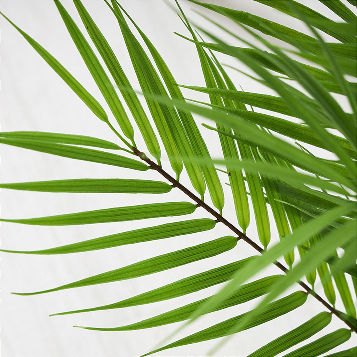 アレカヤシ H80 06