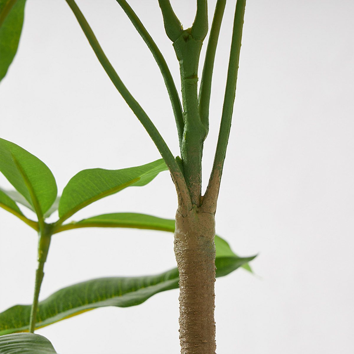 パキラ スリムプランター H113cm07