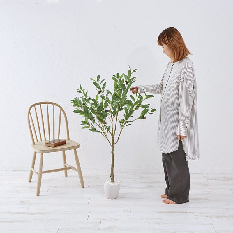 オリーブ　H120 01