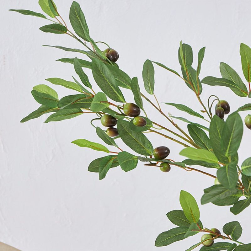 オリーブ　H120 03