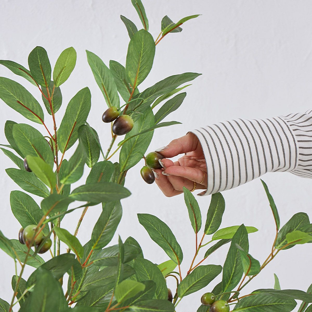 オリーブ　H120 04