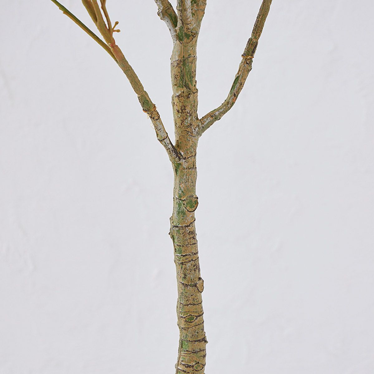 オリーブ　H120 05