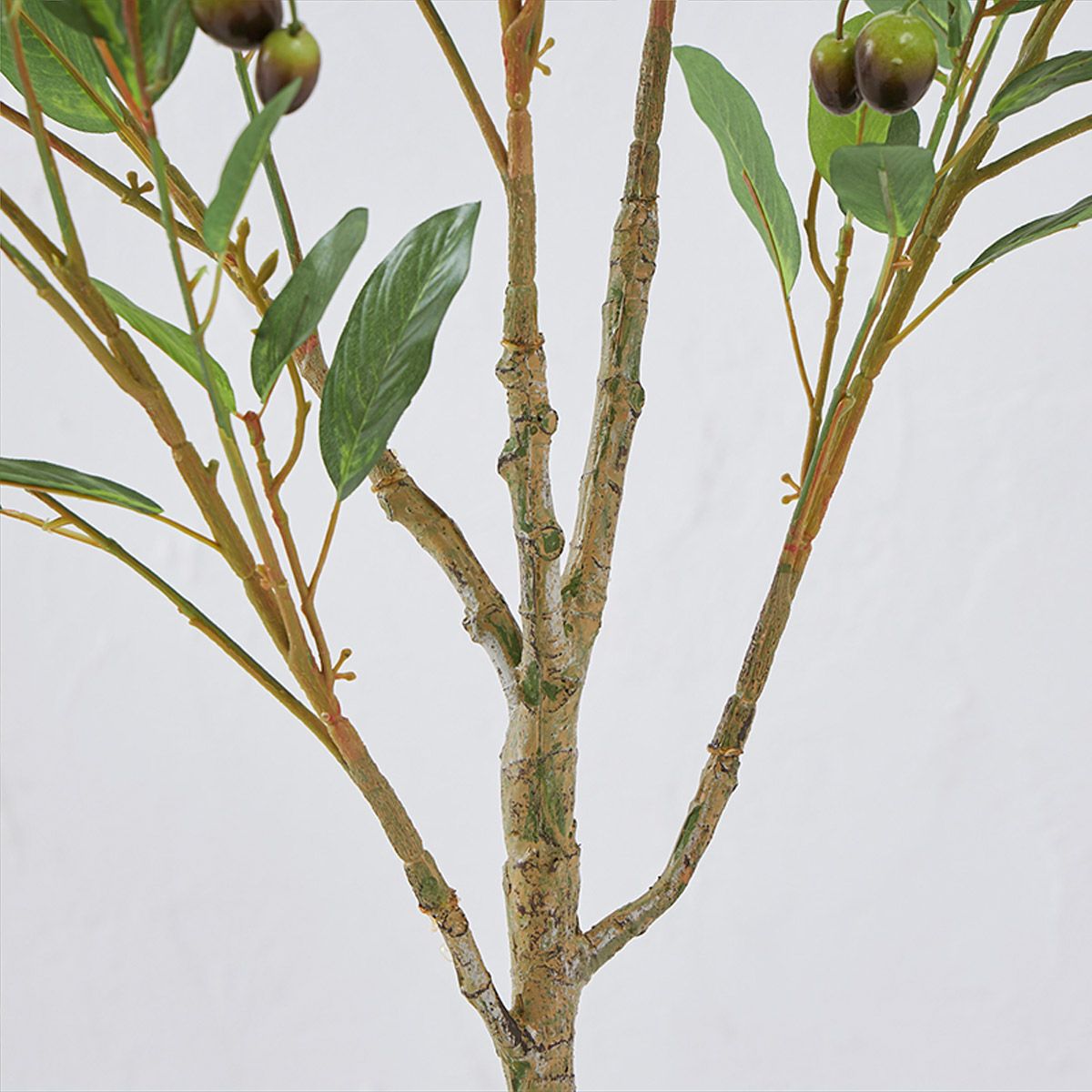 オリーブ　H120 07