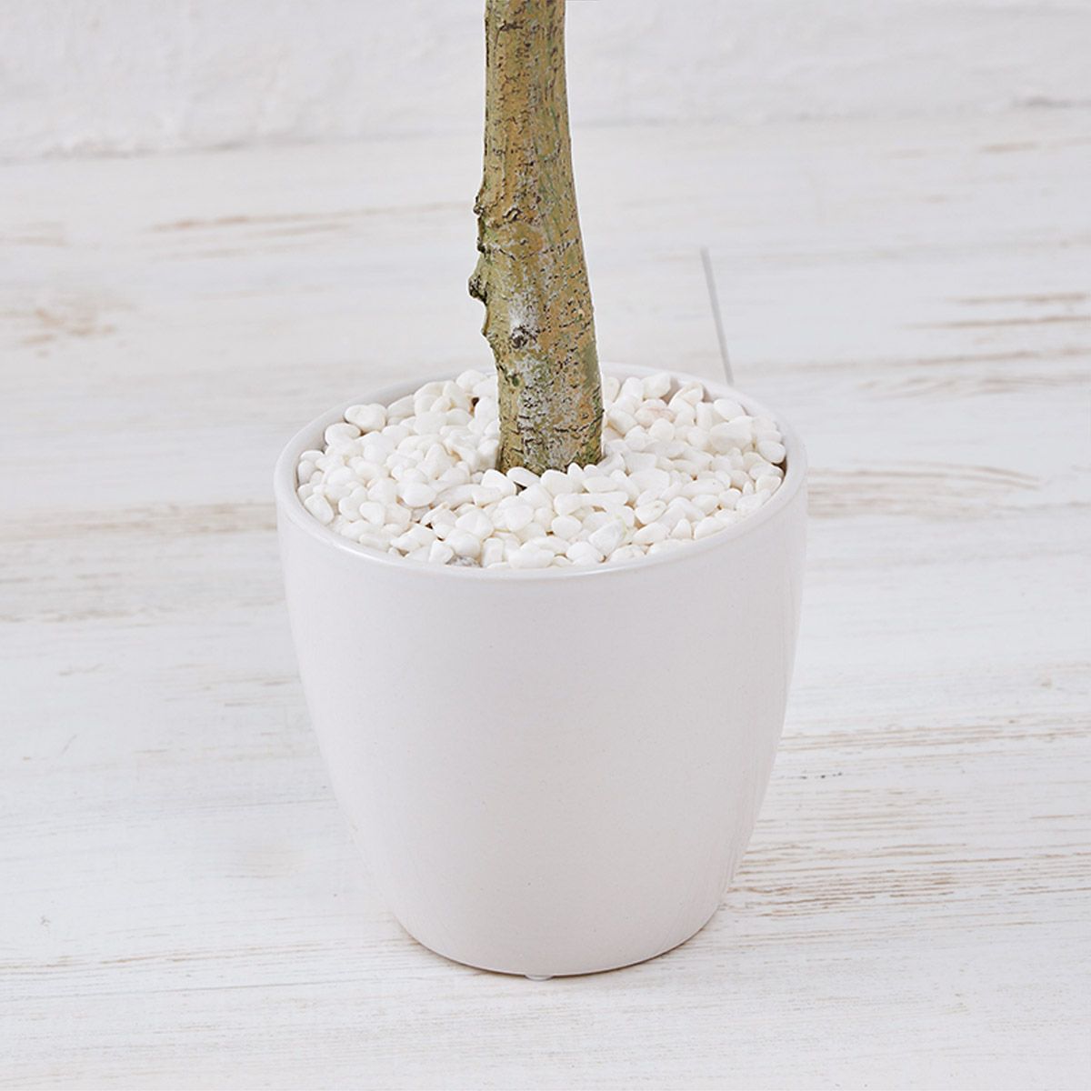 オリーブ　H120 08