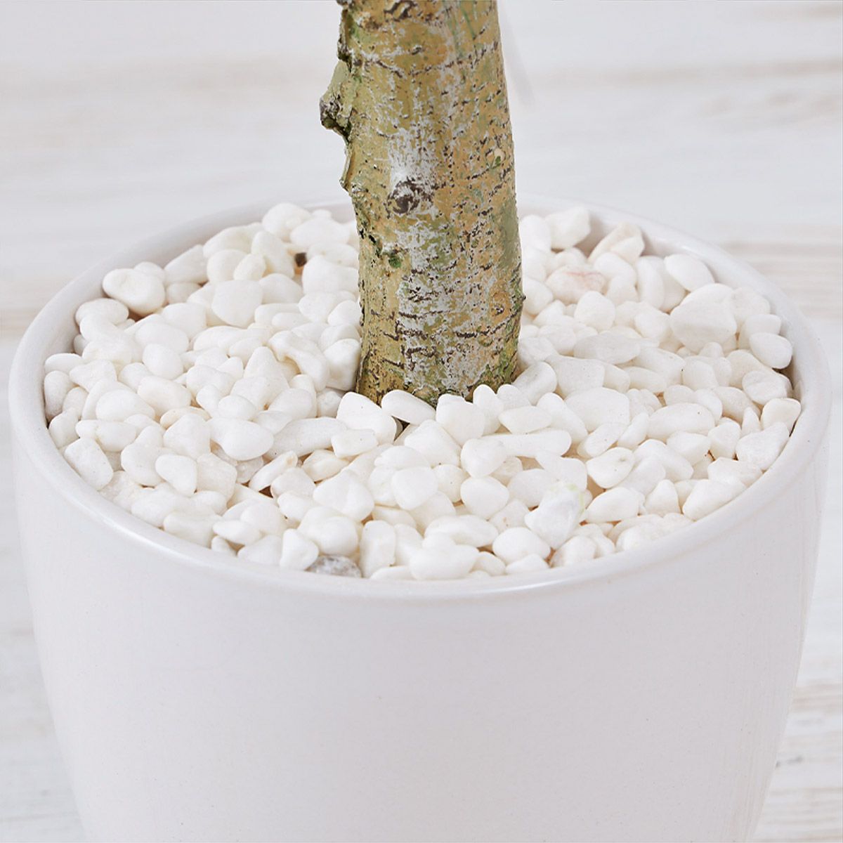 オリーブ　H120 09