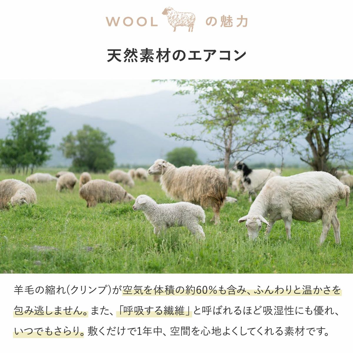 ウールの魅力1