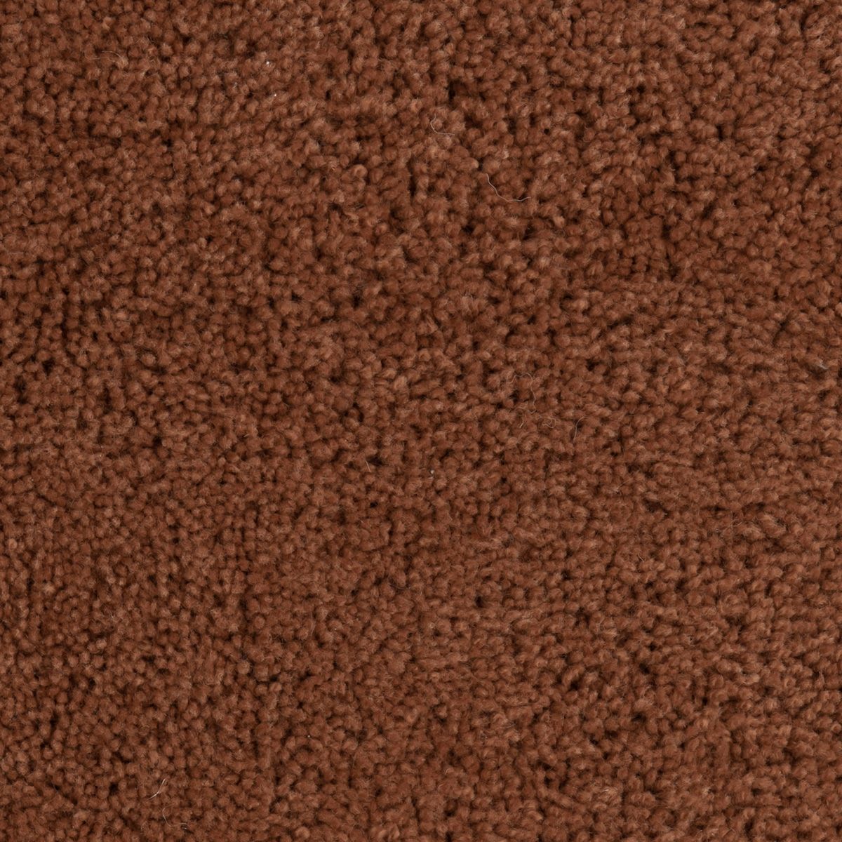 パスカル　カッパーブラウン